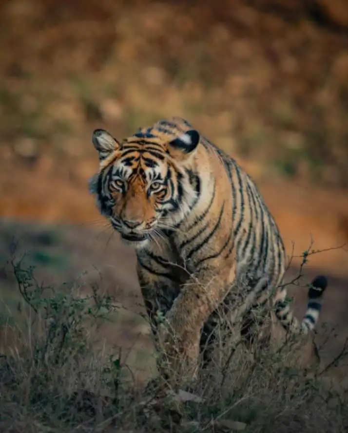 jharkhand news tiger